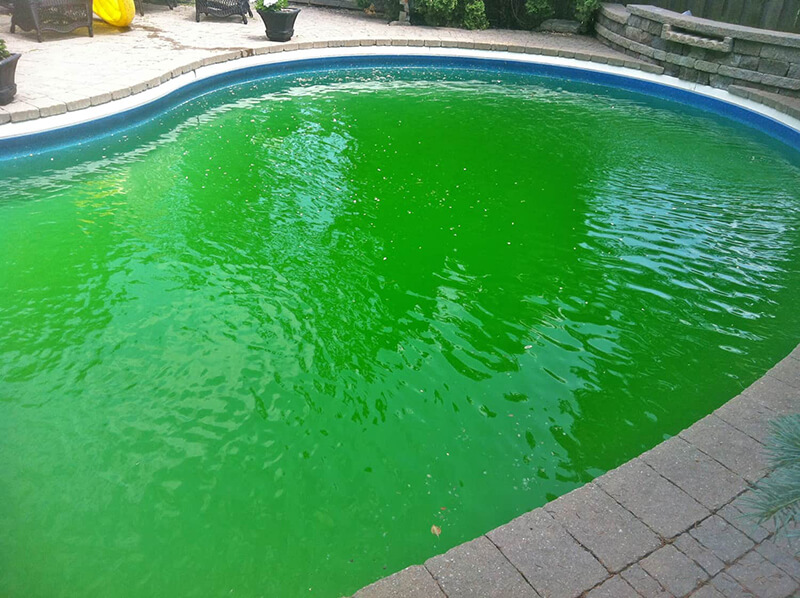 Cần khử trùng khi nước trong bể bị xanh hoặc đục